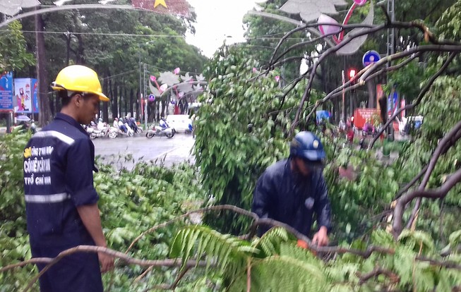 'Không thể trồng cây theo ý thích của anh ba, anh bảy'