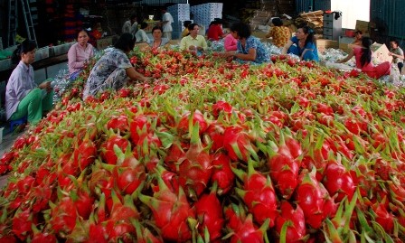 Thanh Long xuất sang Trung Quốc có giá 14.000 đồng/kg