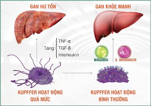 Tế bào Kupffer: “Kẻ hủy hoại giấu mặt” của gan