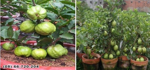Giống ổi trồng chậu siêu trái tại triển lãm Tôn vinh hàng Việt