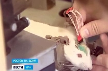Nga dùng chuột làm 'vũ khí bí mật' để tiêu diệt IS