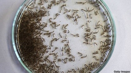 Phát hiện ca nhiễm virus Zika đầu tiên ở Lào