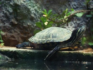 Giấu 51 con rùa trong quần, lĩnh án tù 5 năm