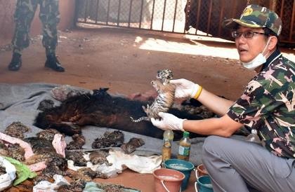 Phát hiện 40 xác hổ con trong ngôi đền nổi tiếng Thái Lan