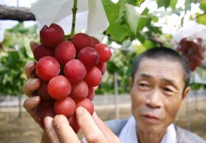 Bán đấu giá chùm nho, thu 240 triệu ở Nhật Bản