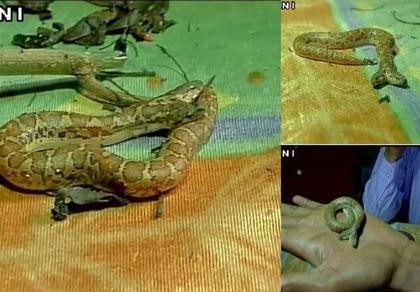 Phát hiện rắn hai đầu hiếm thấy ở Ấn Độ
