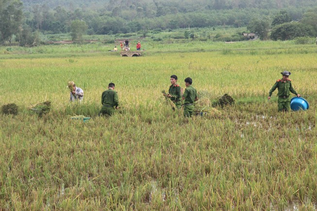 Công an xắn tay xuống đồng gặt lúa giúp dân sau bão