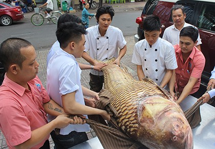 Cá hô quý hiếm hơn 1 tạ lại về nhà hàng tại TP.HCM