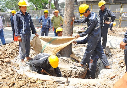 Đốn hạ cây trên đường Tôn Đức Thắng là 'việc chẳng đặng đừng'