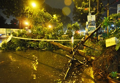 Người đi đường hoảng hốt khi cây xanh bật gốc trong cơn mưa lớn