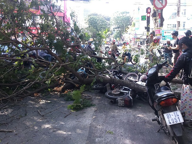 Cây xanh tét nhánh đè 3 người đi đường