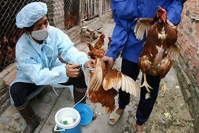 Nghệ An: Không có bệnh nhân bị nhiễm cúm A/H5N6