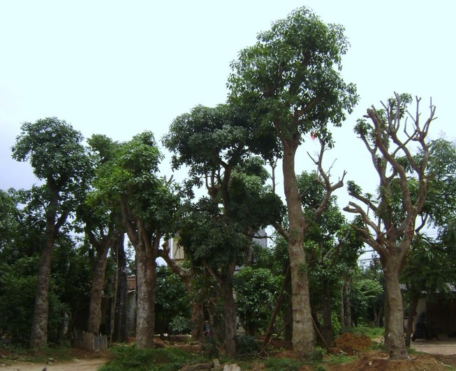 Thay cây giáng hương, lộc vừng trên đường Nguyễn Huệ