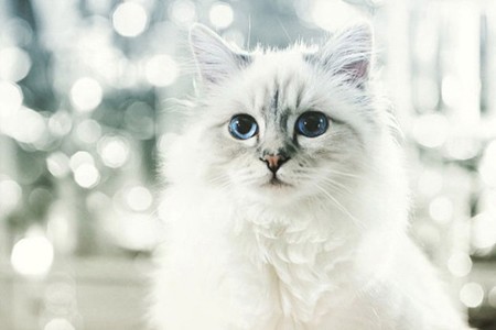 Câu chuyện về cô mèo kiếm được hơn 63 tỉ đồng/năm