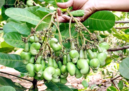 Gần 500 cây điều vô cớ bị chặt phá
