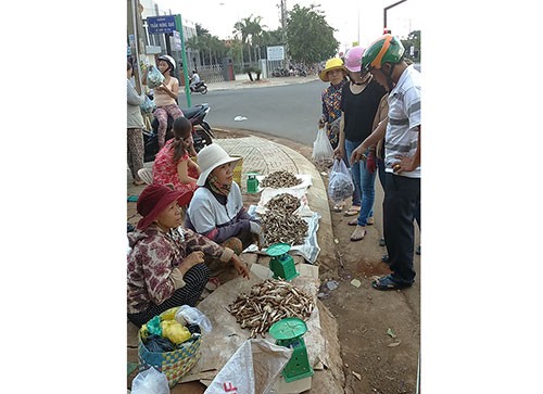 Quê tôi, mùa nấm mối
