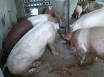 Có thể nuôi heo siêu nạc mà không sử dụng chất cấm