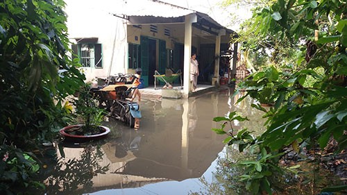 Vườn mai, ao cá ngập nặng sau mưa