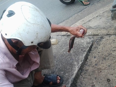 Độc đáo nghề câu cá trê ngay giữa đường phố