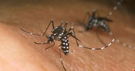 TP.HCM khẩn trương dập dịch do virus Zika
