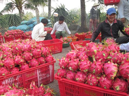 Bị trộm hơn nửa tấn Thanh Long