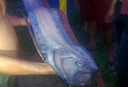 Cá hố khổng lồ dạt vào bờ biển Phan Thiết