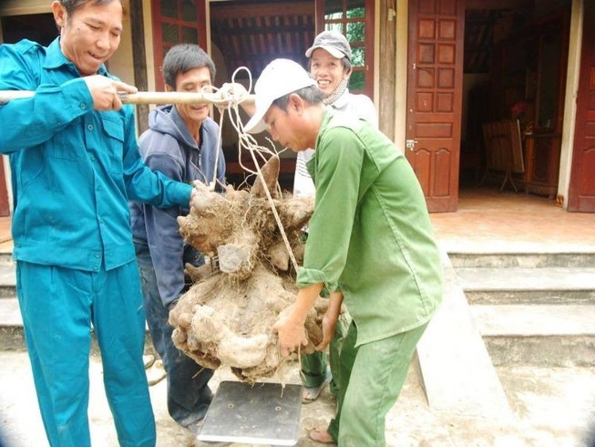 Người dân đào được củ khoai 'khủng' 75kg giống đầu rồng