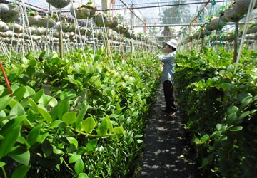 Kiểng hoa treo lên ngôi