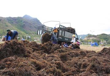 Mưu sinh với rong biển