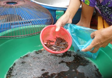 Bắt, bán cá con coi chừng bị phạt