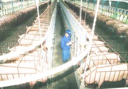 Trung Quốc tạm dừng nhập khẩu thịt từ VN: Doanh nghiệp không lo