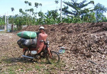 “Cơn sốt” săn lá điều khô vẫn chưa hạ