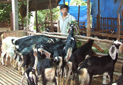 Làm giàu nhờ nuôi dê