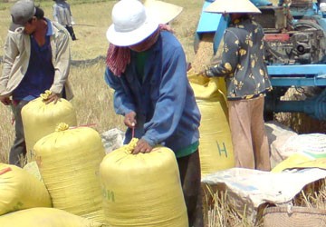 Lúa nằm đồng chờ thu mua tạm trữ