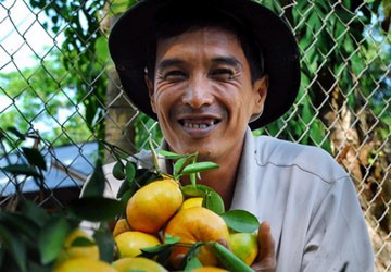 Quýt hồng được giá, tết vui hơn