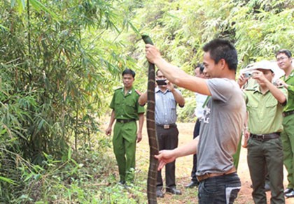 Phạm nhân bị hổ mang chúa cắn tử vong khi đi lao động