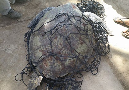 Bắt được rùa biển nặng 62kg