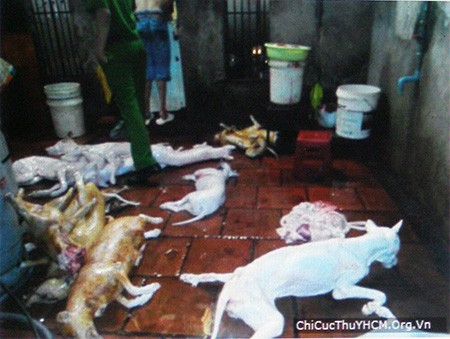 Tiêu hủy chó không giấy chứng nhận kiểm dịch