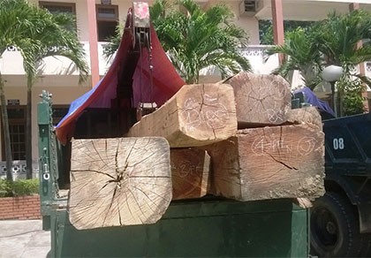 Cảnh cáo, xử phạt 45 triệu Hạt trưởng kiểm lâm mua gỗ lậu