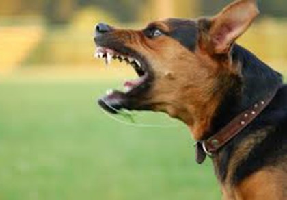 Vào tù vì tiếng chó sủa