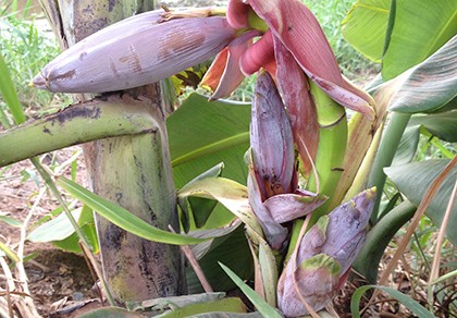 Kỳ lạ cây chuối trổ ba buồng