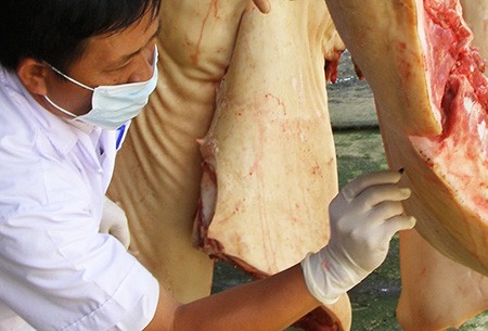Heo, gà “dính” kháng sinh ra chợ