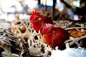 Nguy cơ cúm A/H7N9 xâm nhập từ Trung Quốc