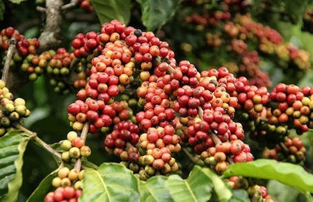 Dân 'găm' cà phê, doanh nghiệp thiếu hàng xuất khẩu