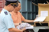 Sẽ kiểm tra chuyên ngành ngay tại Cát Lái và Tân Sơn Nhất