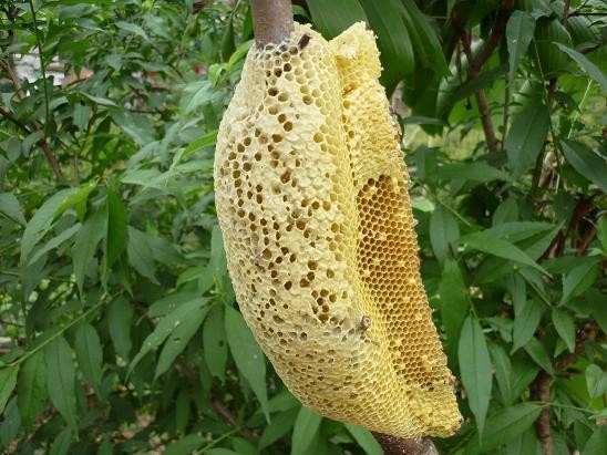 Ăn tổ ong rừng,14 người nhập viện, một tử vong