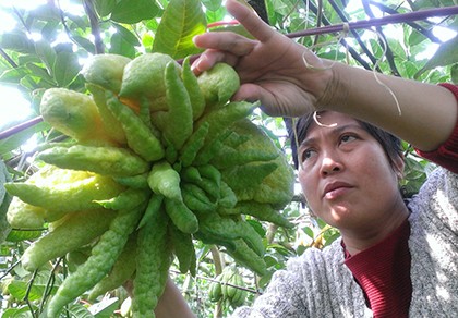Ngắm vườn phật thủ bạc tỉ của nông dân Hà Nội