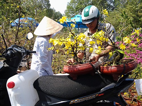 Người bán 'méo mặt' vì mai đồng loạt bung nở trước tết