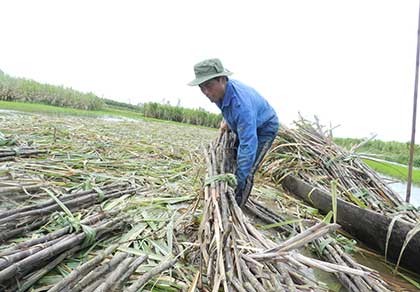 Đường Thái 'giết chết' đường Việt
