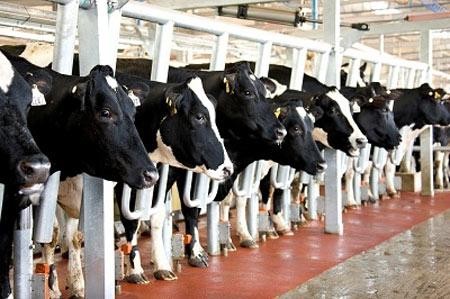 Tháo gỡ khó khăn cho người nuôi bò sữa